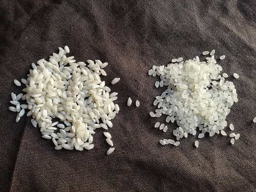 カルナローリ米とコシヒカリの比較