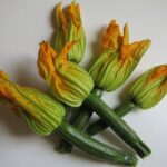 花ズッキーニ　fiori di zucca zucchine