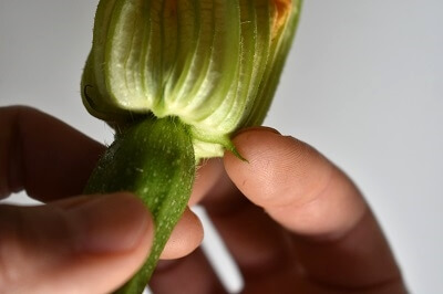 花ズッキーニの食べ方　fiori di zucca